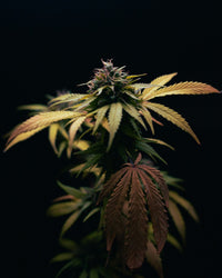 Toute la Farm CBD