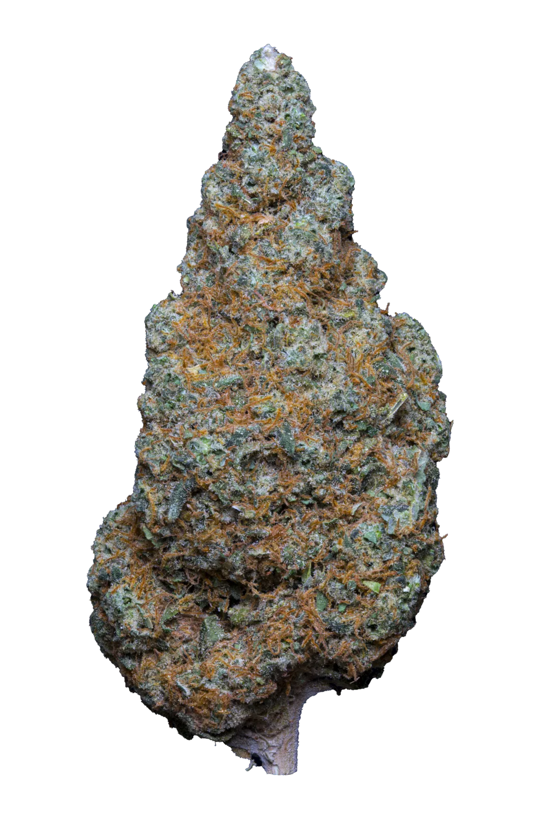🍣TERIYAKI SAUCE – Big Bud – Indoor