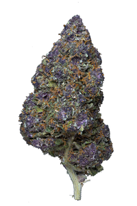 🍇SAPHIR KUSH – Big Bud – Indoor