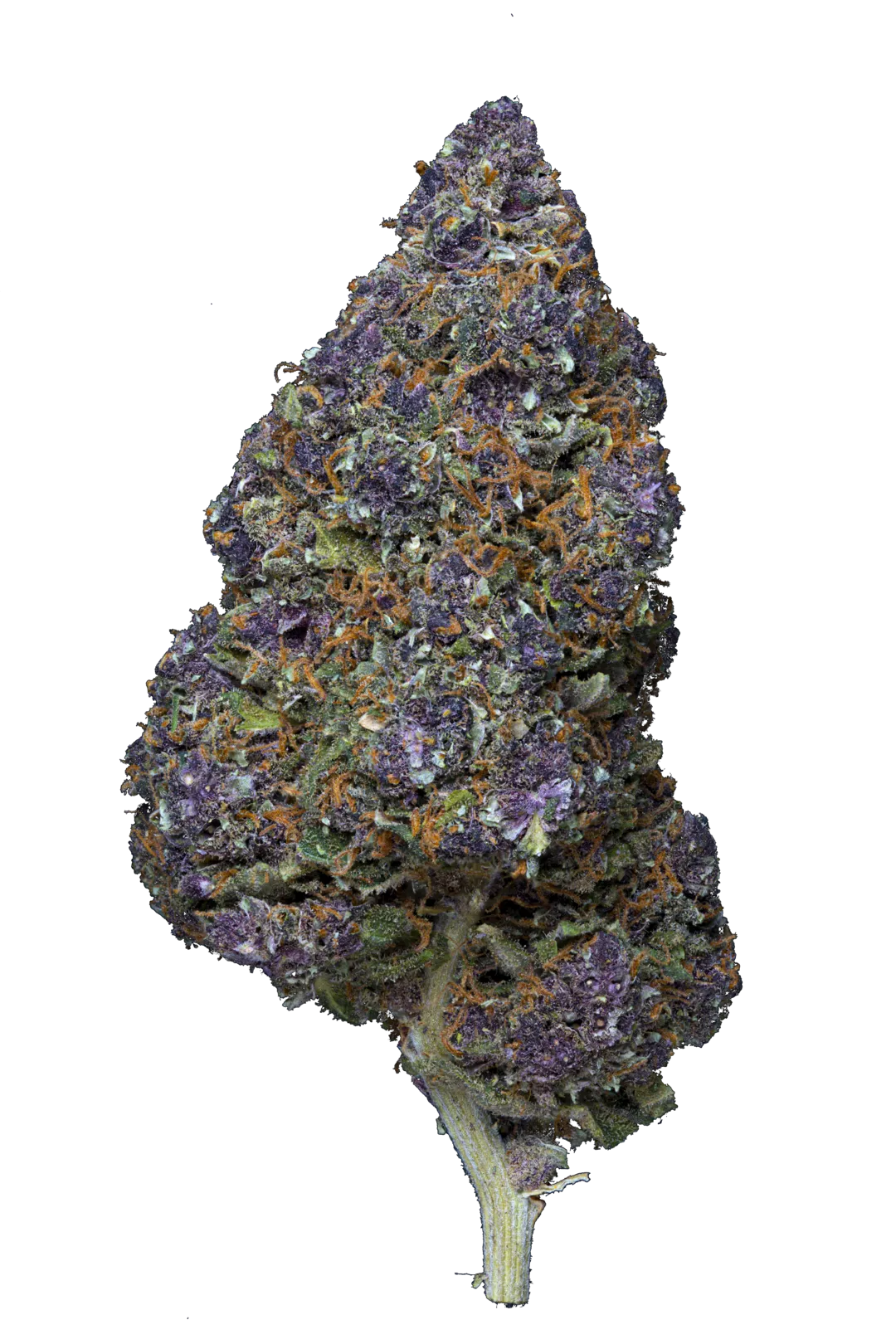 🍇SAPHIR KUSH – Big Bud – Indoor