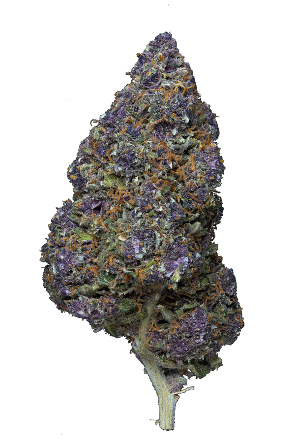 Saphir Kush – Fleur CBD Indoor