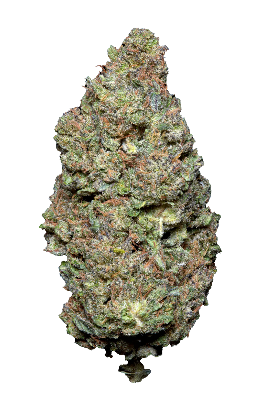 🍪GALACTIC CRUNCH  – Big Bud – Indoor