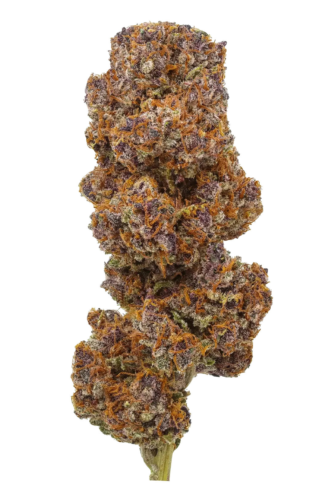 Daiquiri – fleur CBD Indoor Cali