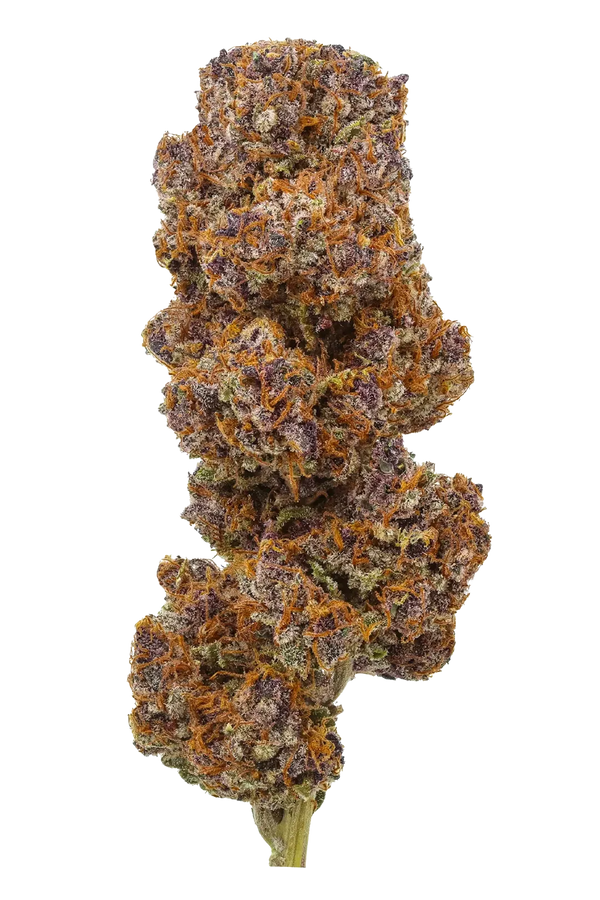 Daiquiri – Fleur CBD Indoor Cali